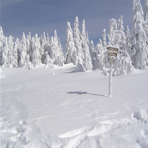 black forest